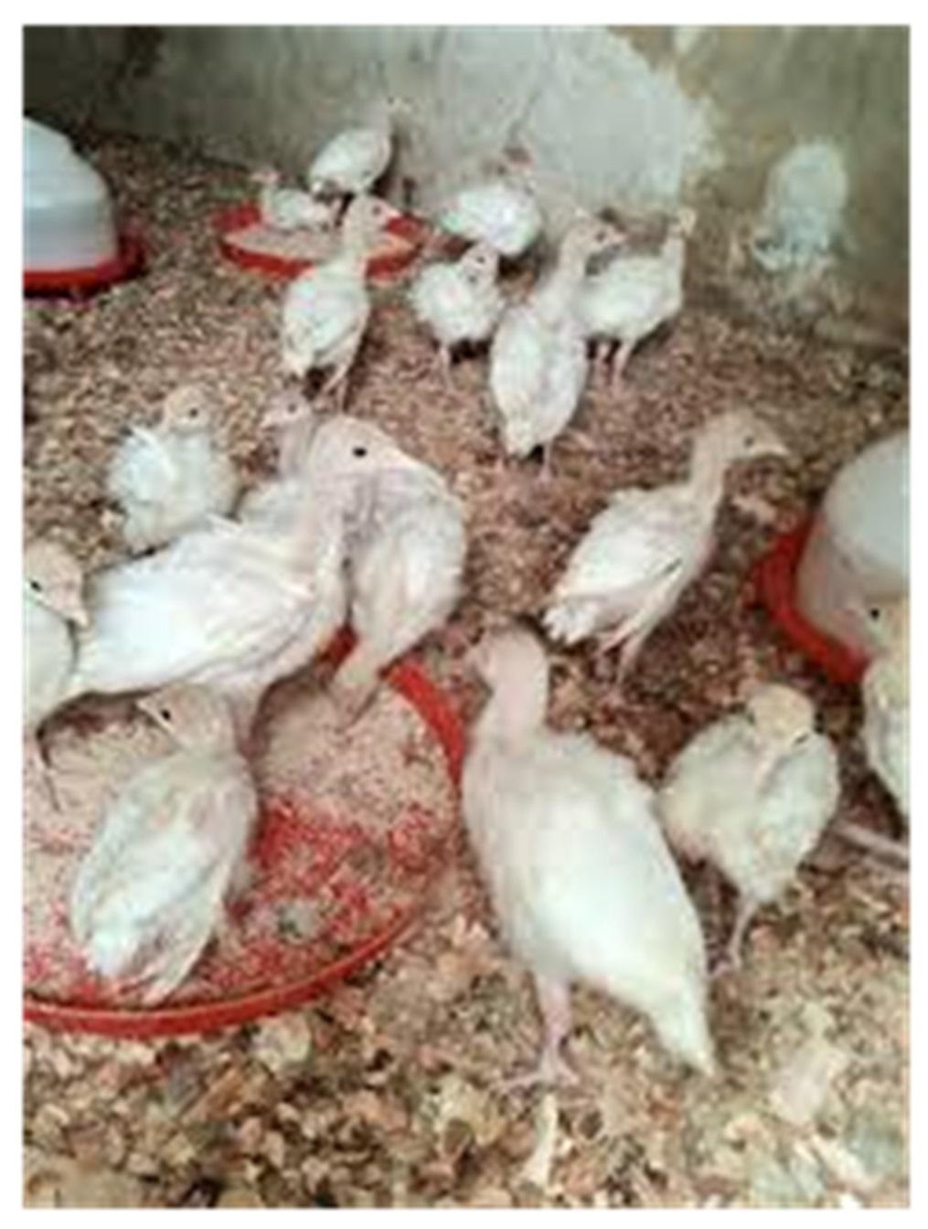 4-Week-Old Turkeys – Superior Quality for Optimal Growth and Profitability (6 turkeys/Carton) (Foreign)