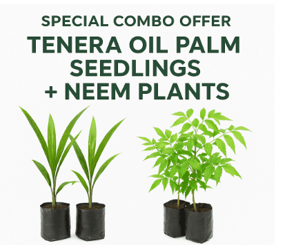 Special Offer: Tenera Oil Palm Seedlings + Neem Plants