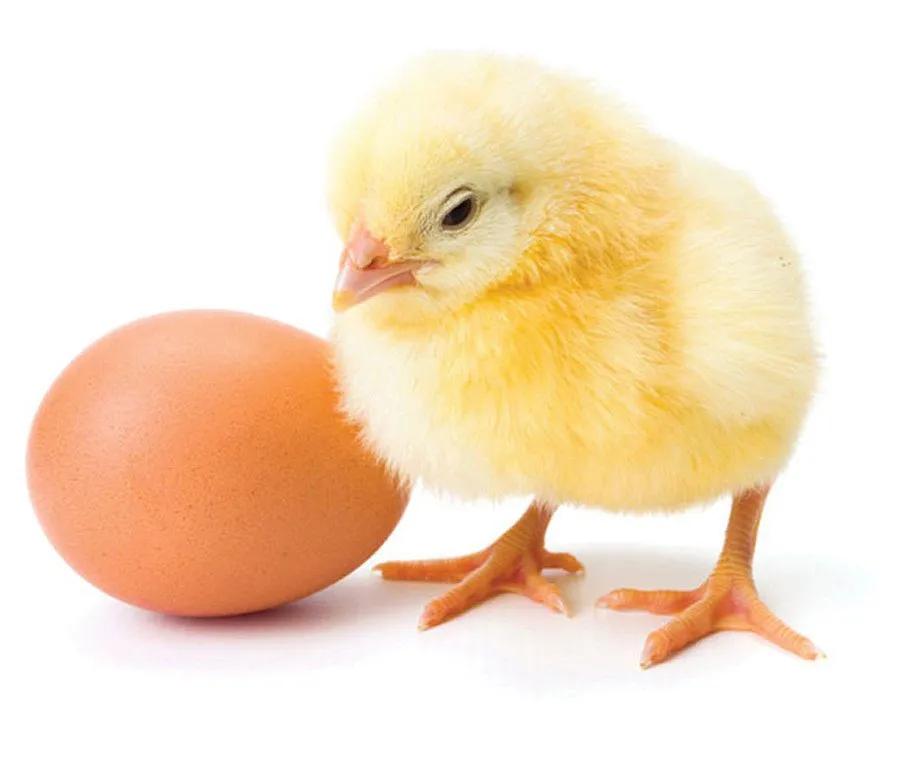 Fidan Day-Old Pullets-Spics