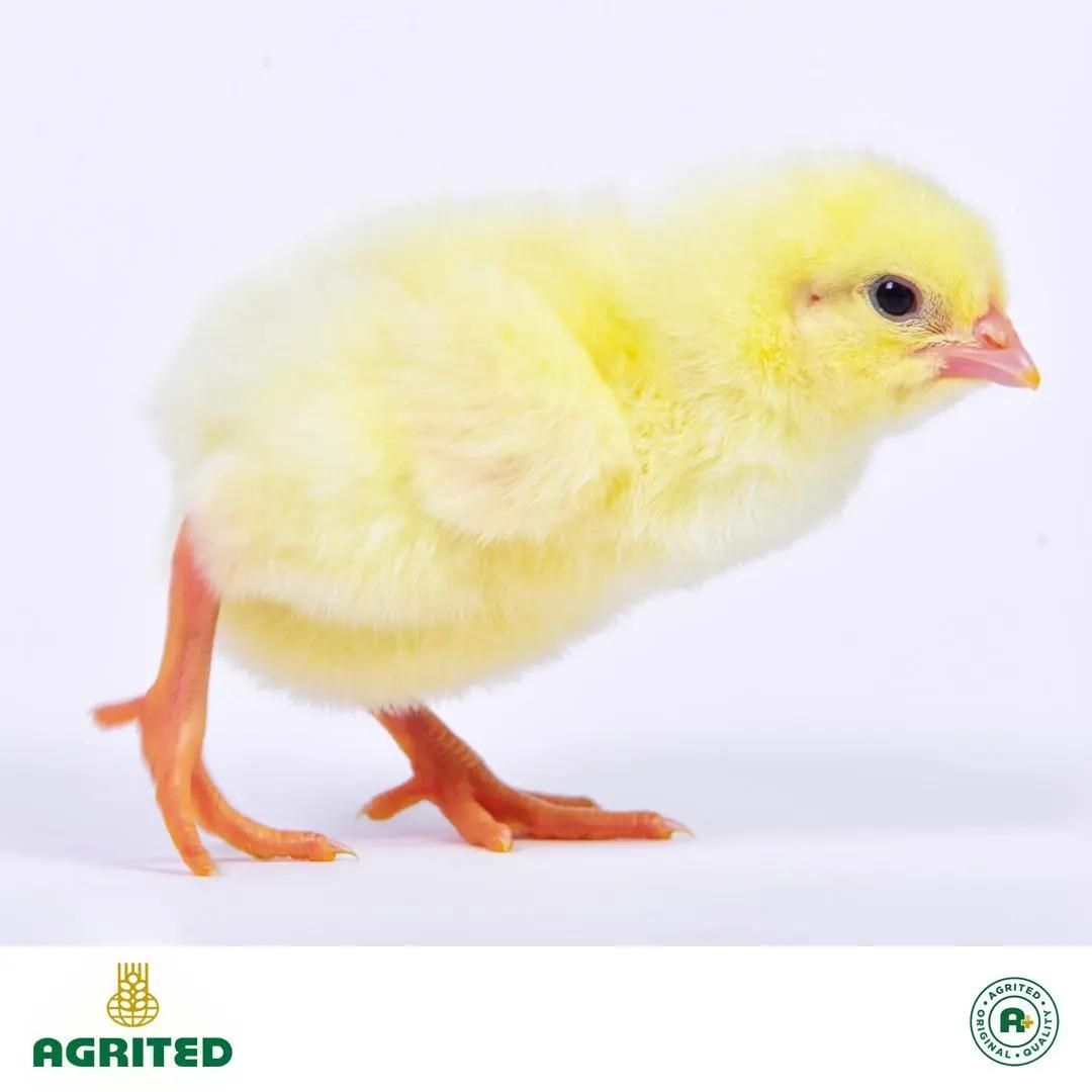 Agrited Pullets - Spic