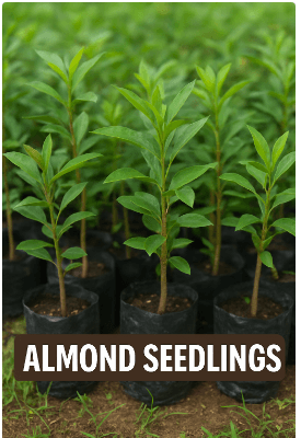 Almond Seedlings