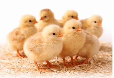 Kuroiler(Pack of 50)