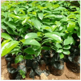 Agbalumo Seedlings (African Star Apple)