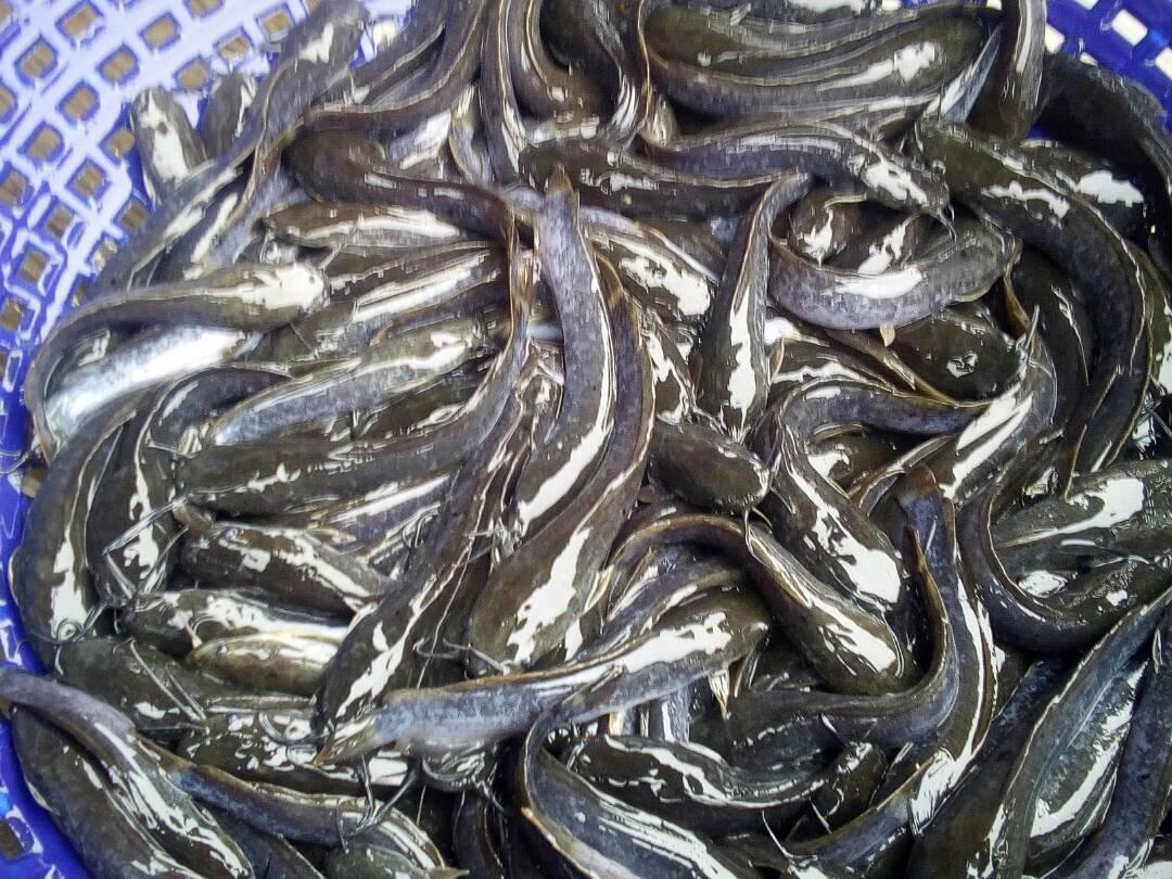 Heteroclarias Hybrid Post-Fingerlings