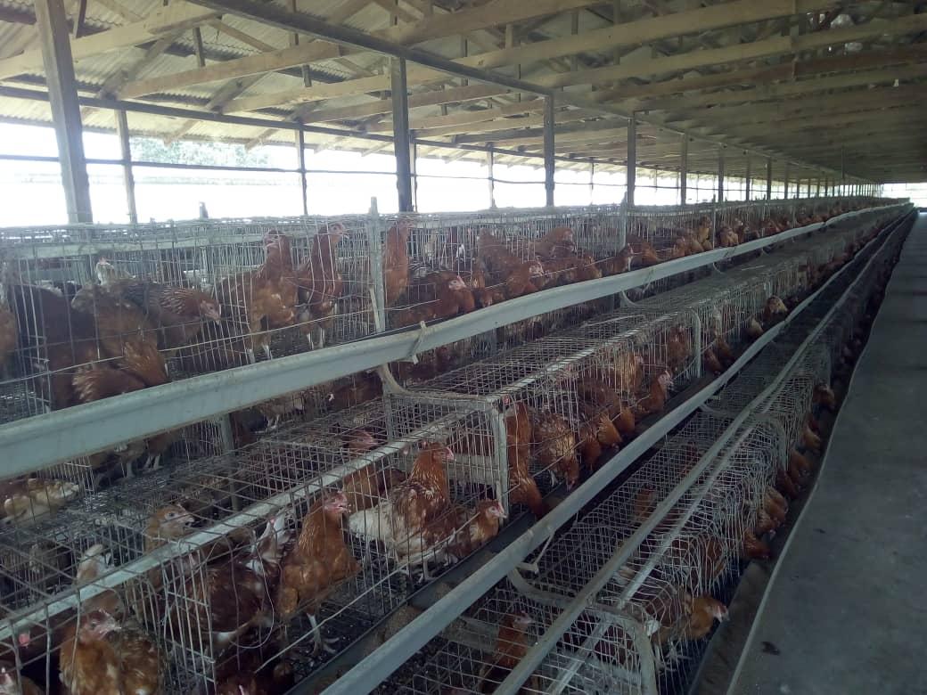 Quality Point-of-Lay Hens (ISA Brown | High Potentials)