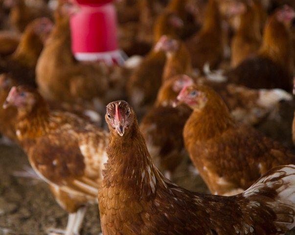 Quality Point-of-Lay Hens (ISA Brown | High Potentials)