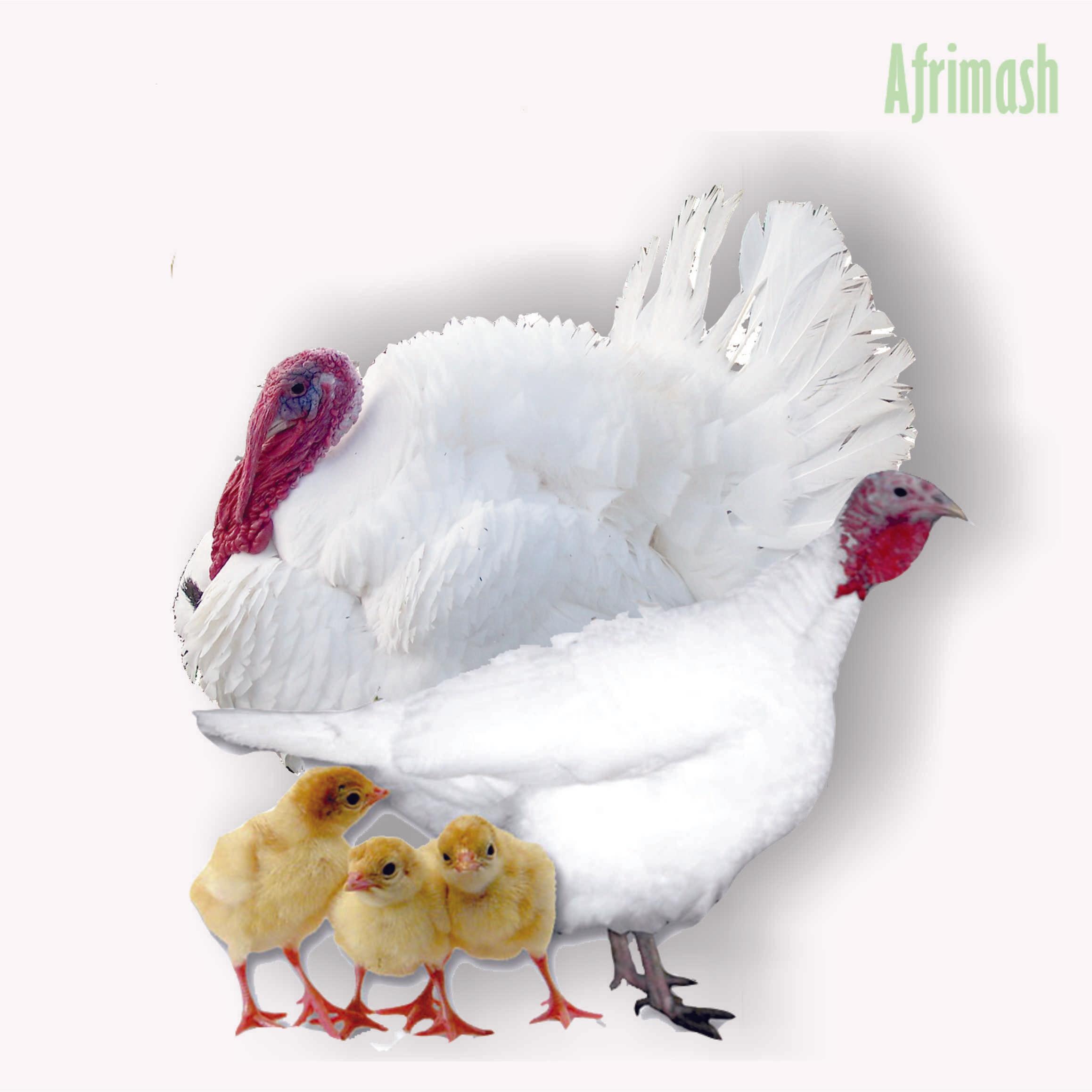 Foreign Turkey Poults - 30Pcs Per Carton (Full Carton | Half Carton | One-Sixth Carton)