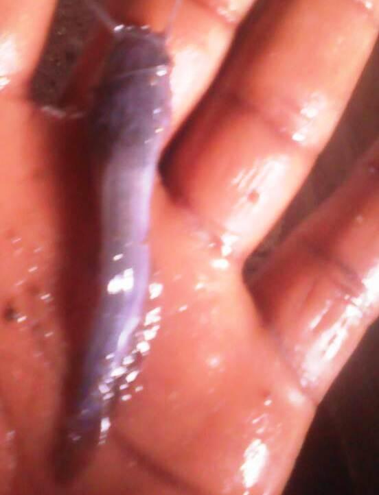 Catfish Fingerlings, Juveniles, Post Juveniles &amp; Jumbo (Clarias spp | Heteroclarias spp)