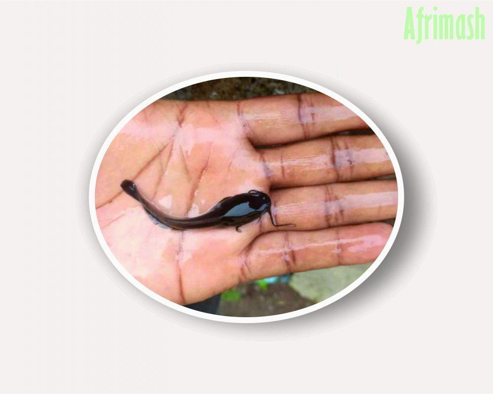 Heteroclarias Spp Fingerlings/Post Fingerlings/Juveniles (Hybrid) -Special Maxi Brand - Heteroclarias Jumbo