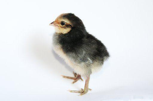 Day-Old Black Cockerels Chicks