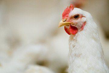 Commercial Day-Old NASTECH Broilers (Arbor Acres Plus)