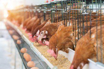 Quality Point of Lay Hens | Lohmann Classic Brown | Olam Farms - 16 Weeks