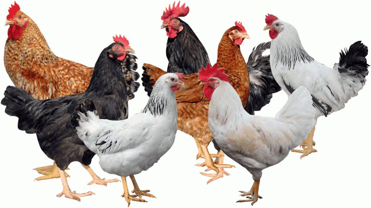AMO Noilers (Commercial Dual-Purpose Day Old Chicks)