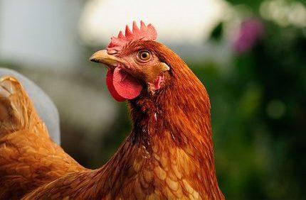 Quality Point-of-Lay Hens (ISA Brown)