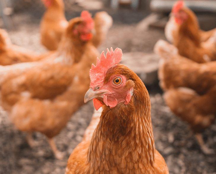 Quality Point of Lay Hens (ISA Brown) - 14 Weeks