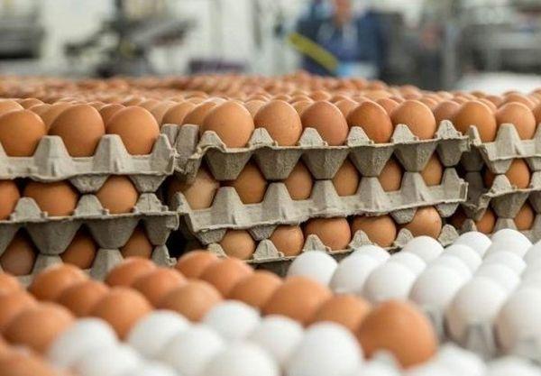 Paper Egg Crates (White | Brown | Bundle of 100 pieces)
