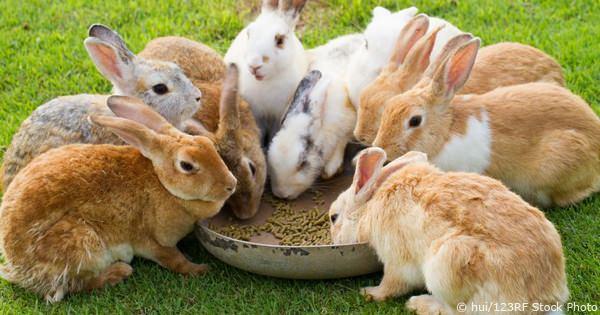Bella Rabbit Feed (Weaners and Breeders) 25kg