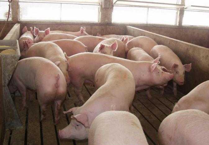 Finisher Pig Feed (25kg | 50kg | Terratiga)