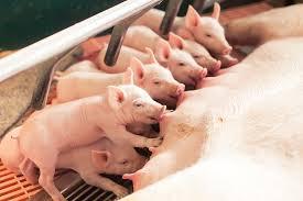 Lactating Sow Feed (25kg | 50kg | Terratiga Brand)