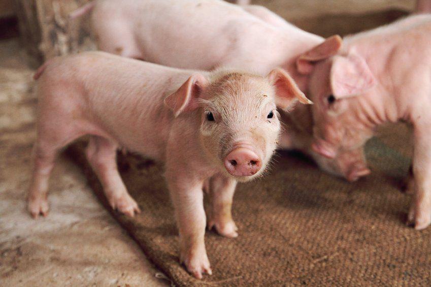 Starter Pig Feed (25kg | 50kg | Terratiga Brand)