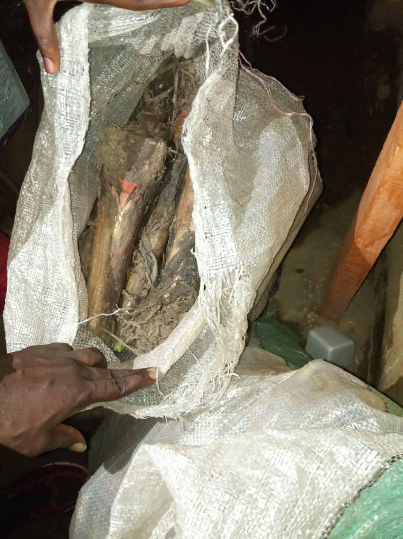 Buy High-Quality Plantain Suckers l Afrimash | Elephant Giant/ Cameroonian Plantain