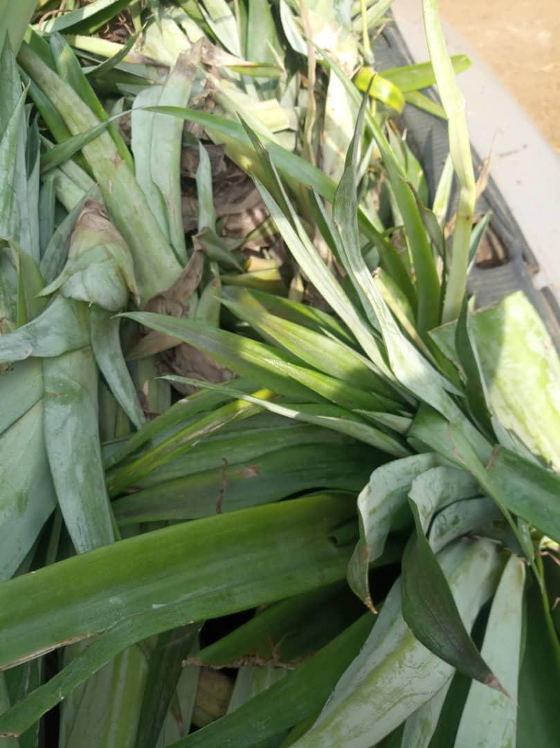 Buy High-Quality Plantain Suckers l Afrimash | Elephant Giant/ Cameroonian Plantain