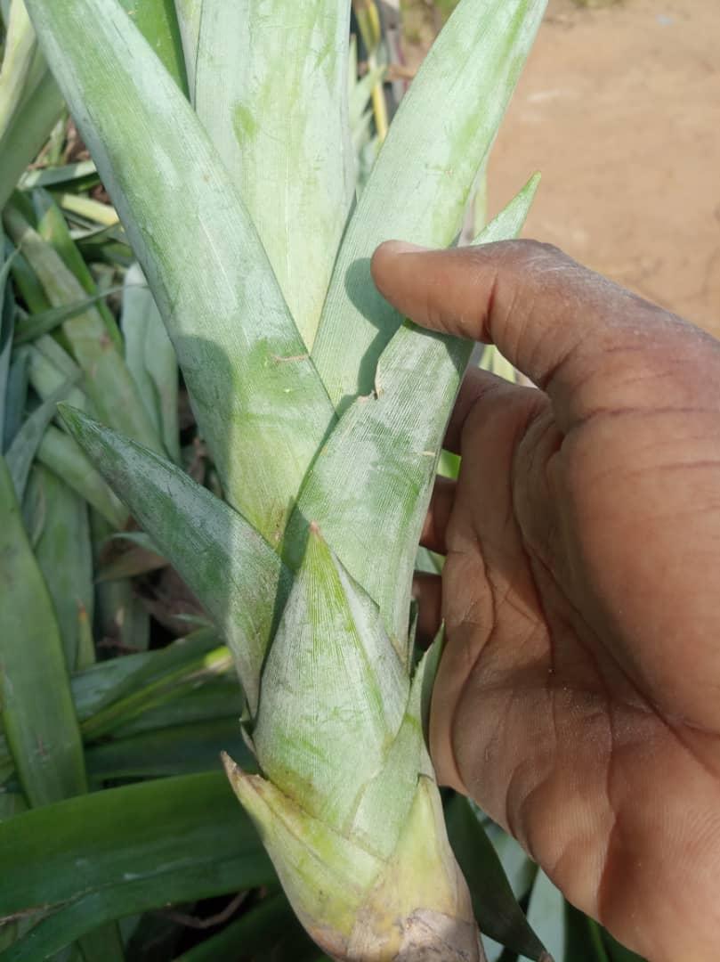 Buy High-Quality Plantain Suckers l Afrimash | Elephant Giant/ Cameroonian Plantain