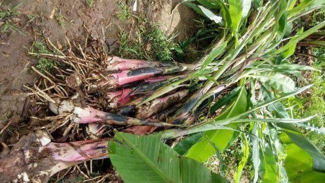 Buy High-Quality Plantain Suckers l Afrimash | Elephant Giant/ Cameroonian Plantain