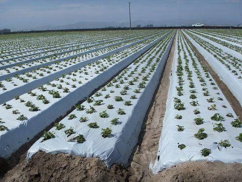 Plastic Mulch Film (Reflective Films | Black)