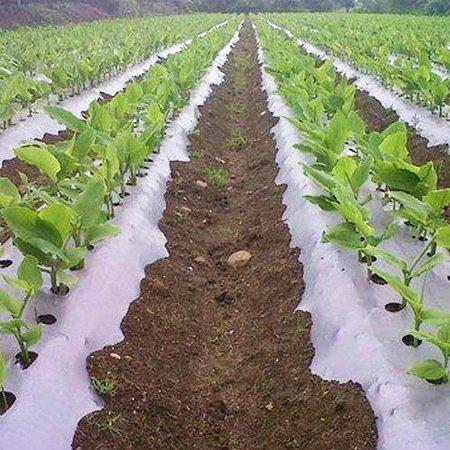 Plastic Mulch Film (Reflective Films | Black)