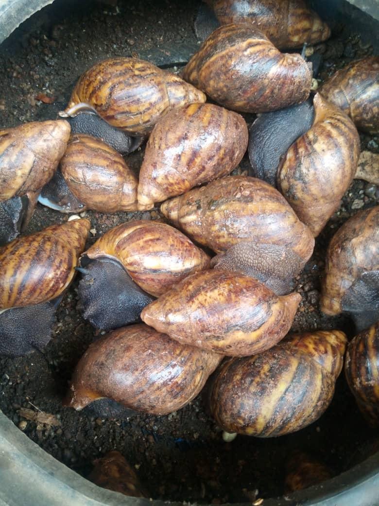 GIANT Snails (Achatina achatina | Achatina marginata | Juvenile, Grower, POL, Breeder and Jumbo)