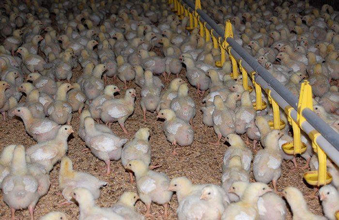 Hendrix Broiler Starter Feed | 25kg