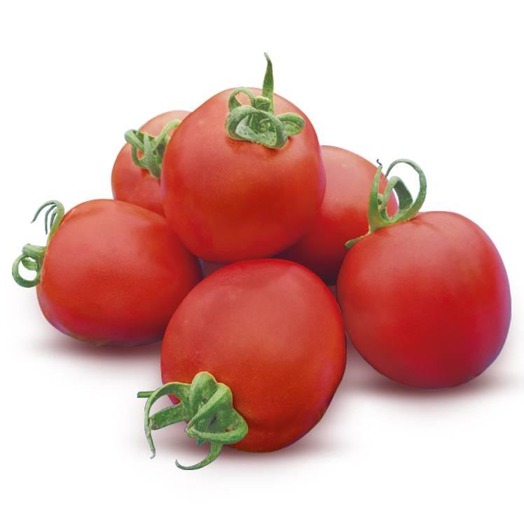 Diva F1 Tomato Seeds (East West Seed | 5g)