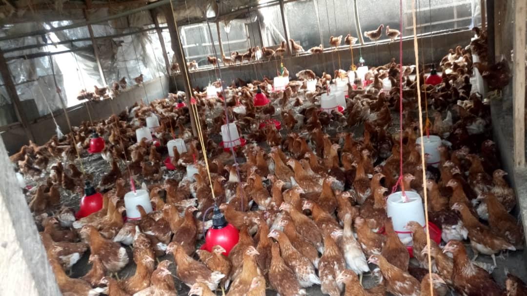 Quality Point-of-Lay Hens (ISA Brown)