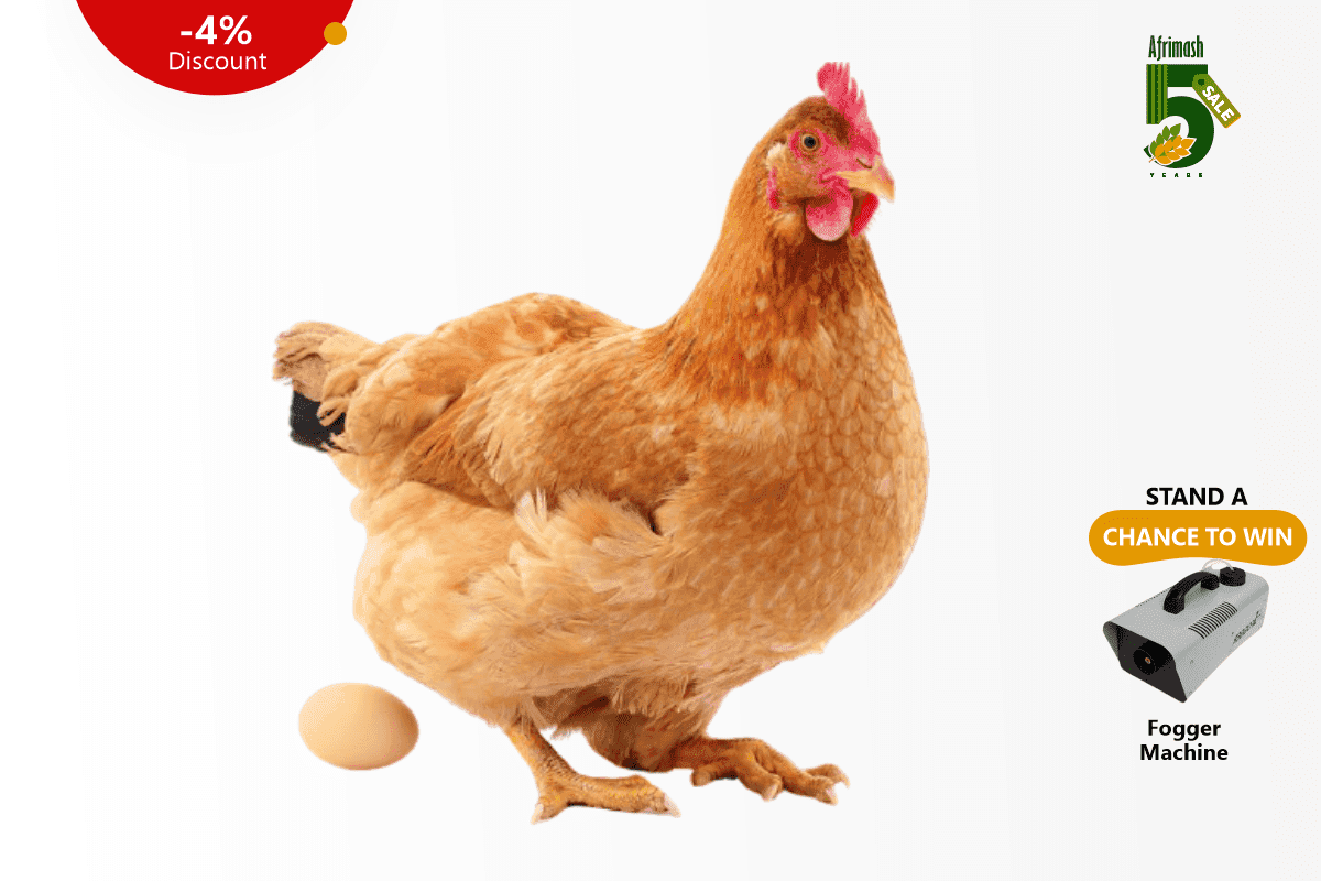 Quality Point-of-Lay Hens (ISA Brown)