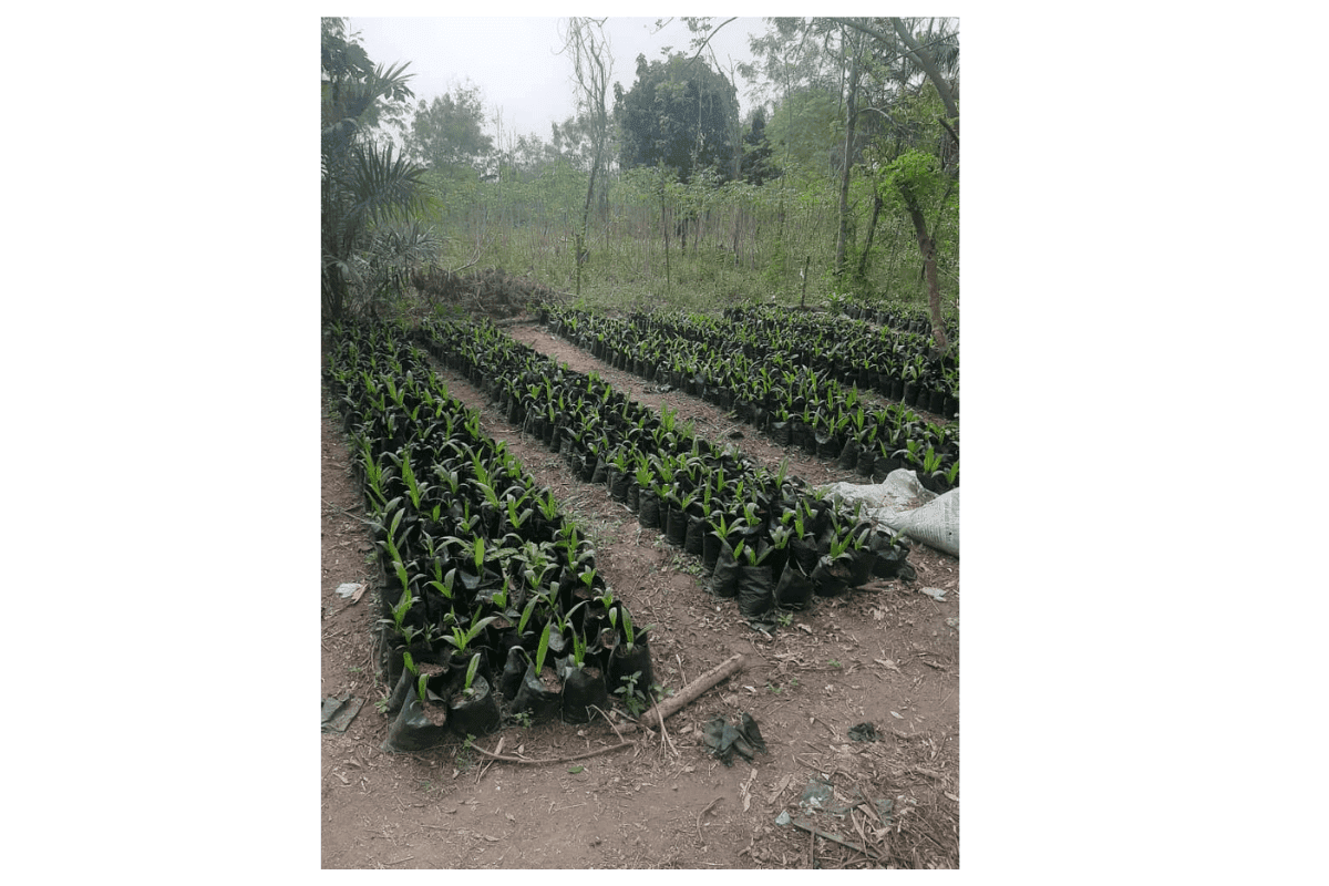 Hybrid Supergene Oil Palm Seedling