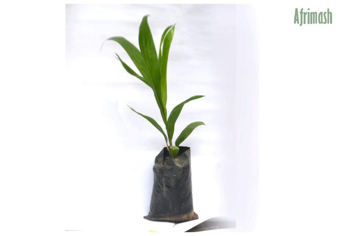 Hybrid Supergene Oil Palm Seedling