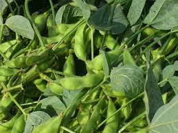 Soya Beans Seeds for Planting (1kg Packs and 50kg bags)
