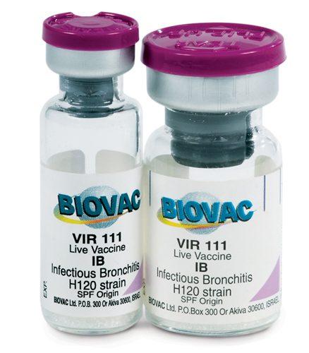 IB 1494 Strain Vaccine (Variant II | 2500 Dose | 5000 Dose)