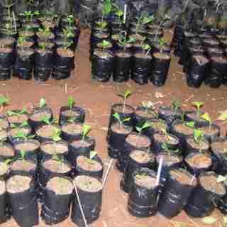 Hybrid Bitter Kola Seedlings - Local Variety