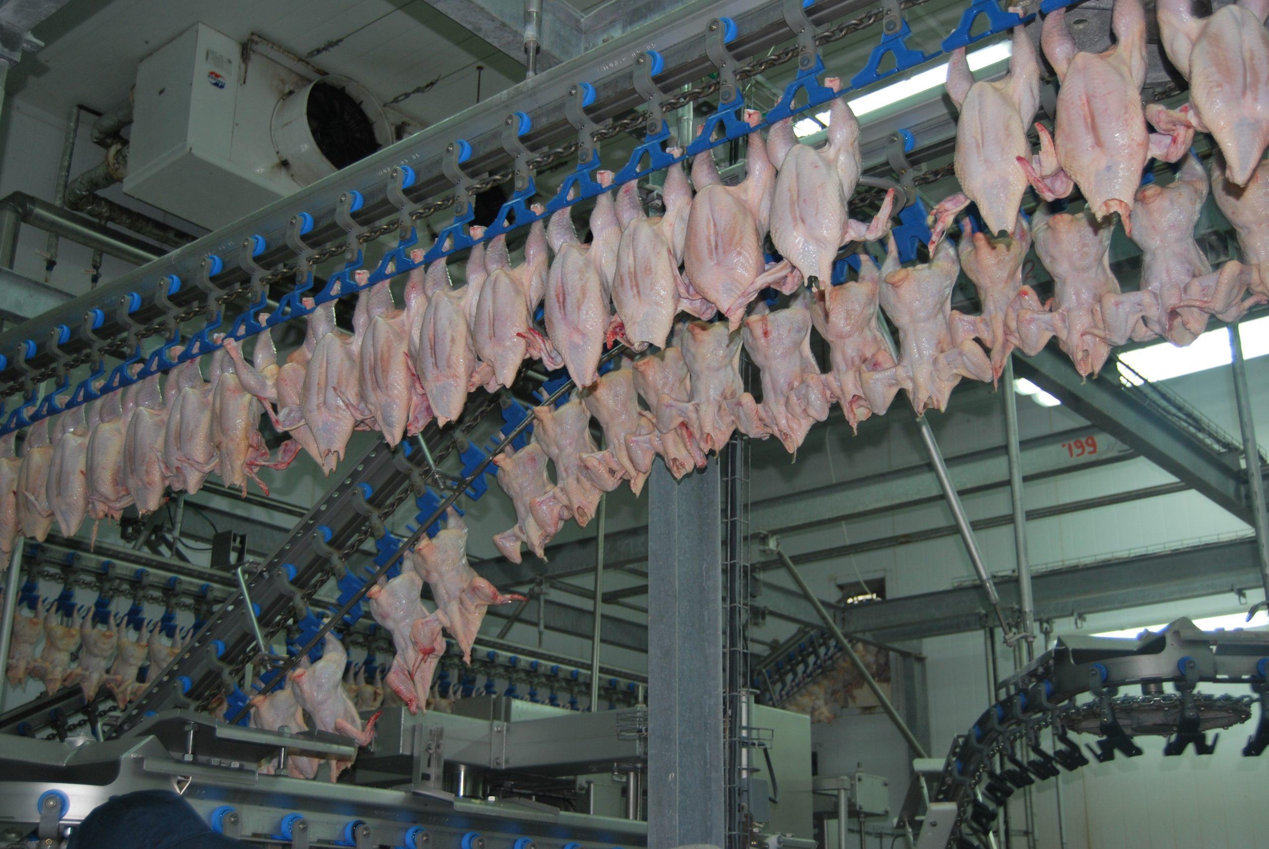 Semi-automatic Poultry Plant | 500 BPH  (Shipped From Overseas)