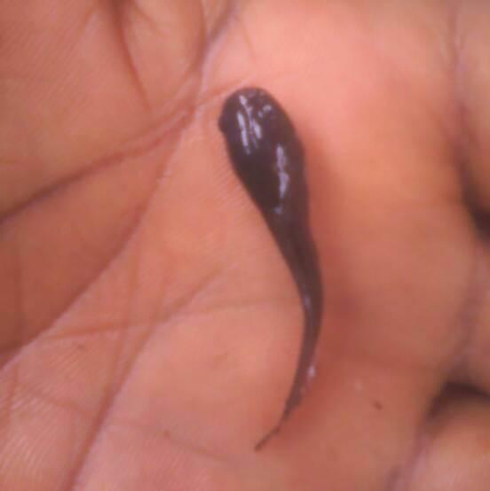 Catfish Fingerlings (Clarias spp | Heteroclarias spp | 4-5 Weeks Old) - Clarias spp