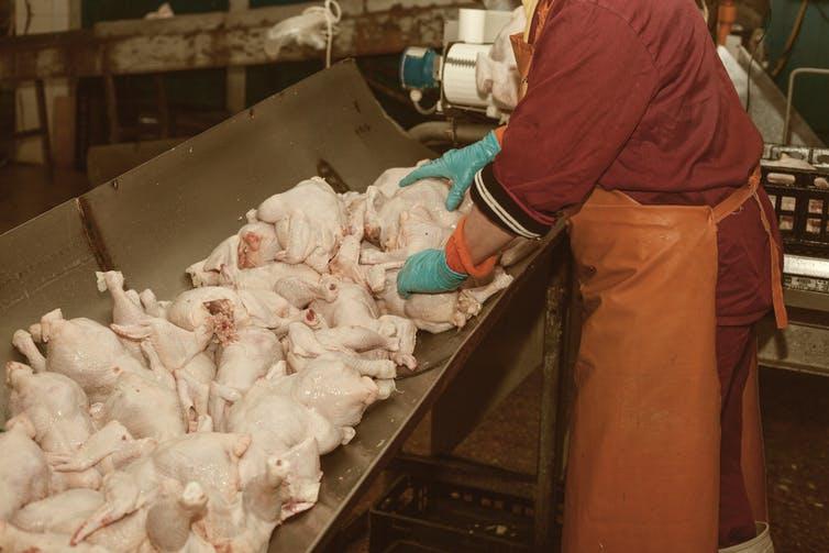 High Capacity Carcass Washing Bowl (10/25 Birds/Batch | Stainless Steel | Locally Fabricated)