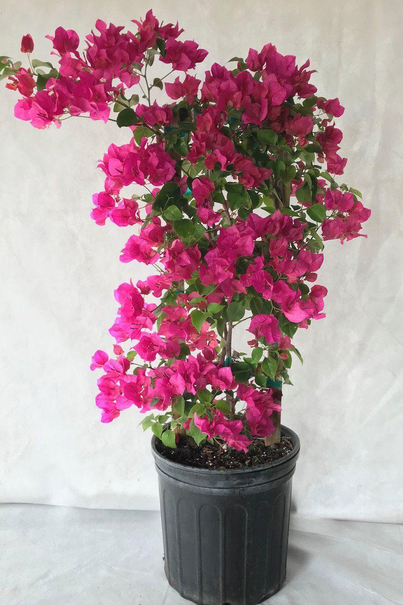 Bougainvillea