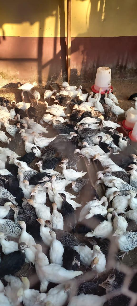 4-Week Noiler Chickens | Fast-Growing Dual-Purpose Birds |