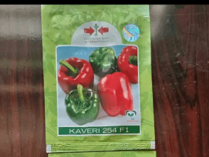 Kaveri F1 Sweet Bell Pepper | Red | 500 Seeds
