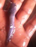 Catfish Post Juveniles (Clarias spp | Heteroclarias spp | 10-11 Weeks Old) - Clarias spp