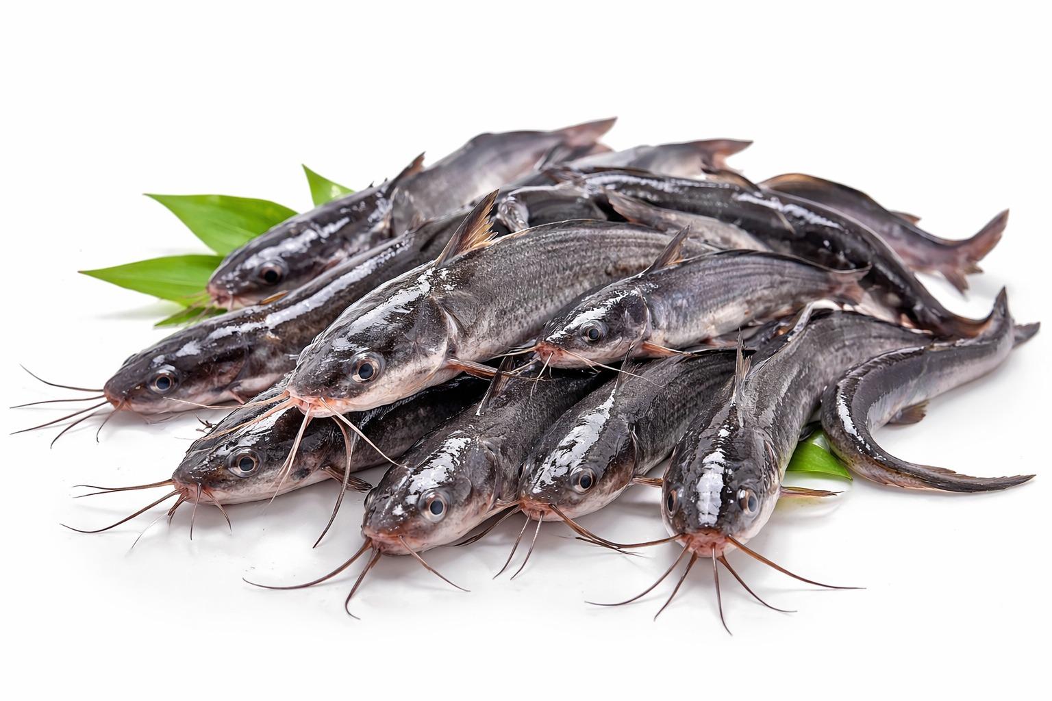 Catfish Post Juveniles (Clarias spp | Heteroclarias spp | 10-11 Weeks Old) - Clarias spp