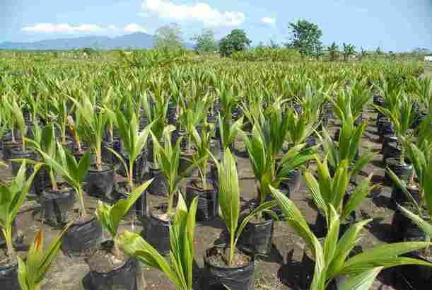Malaysian Dwarf Coconut Seedling |Hybrid Agric (semi-dwarf) (Green or Golden)